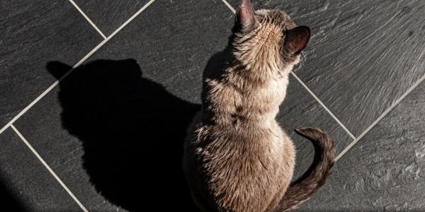 **Intermediate Tango Toolkit: Essential Drills for Precision & Style**