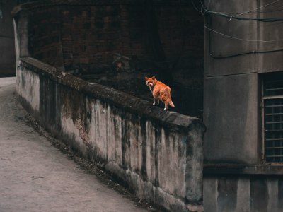 Find Your Rhythm: Top Irish Dance Schools in Bloomingdale, Illinois