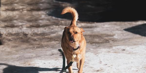 Finding Your Perfect Lyrical Partner: A Guide to Choosing Dance Shoes