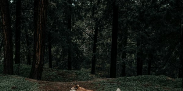 Choreographer's Toolkit: Deconstructing Complex Sequences for Advanced Dancers