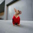 **The Week in Dance: A Tale of Passion and Mystery**  