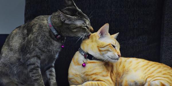 Your Guide to Cumbia Dance Classes in Wisconsin Rapids, WI