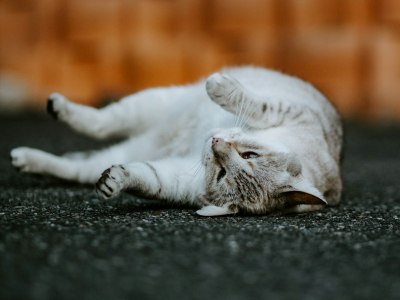 **Salsa Soundtrack Secrets: The 5 Must-Have Tracks for Every Dancer**