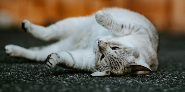 **Salsa Soundtrack Secrets: The 5 Must-Have Tracks for Every Dancer**