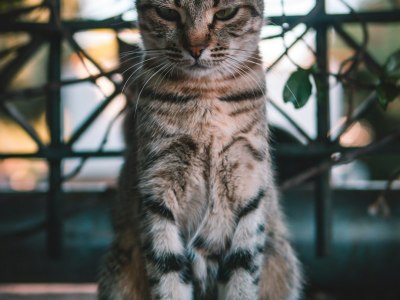 **Breakdance Beats: The Top 10 Tracks Fueling 2026's Cyphers**