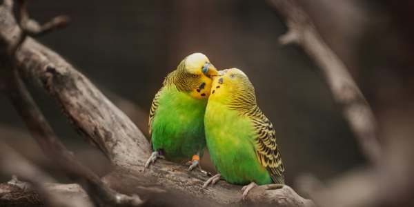 **Swing Your Heart Out: 10 Must-Have Tracks for Your Next Lindy Hop**