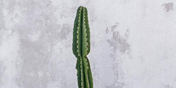 # A New Season of Legacy and Innovation at Jacob’s Pillow