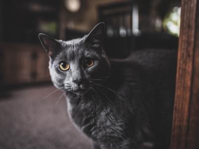 Beyond the Basics: A Pro Dancer's Checklist for Your Next Pair of Shoes