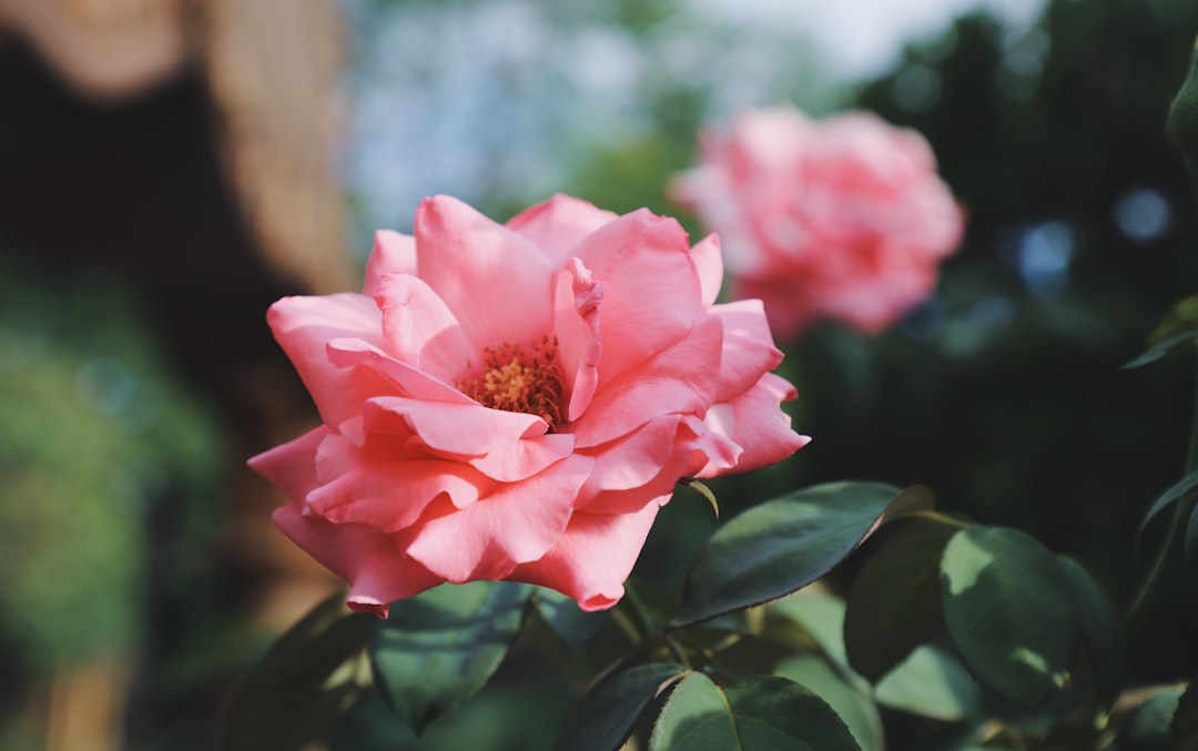 Ballet Training in Clarksville, Tennessee: A Practical Guide for Aspiring Dancers