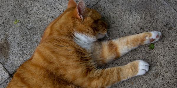 **Krump's Perfect Beat: Top 5 Music Genres to Fuel Your Battle**