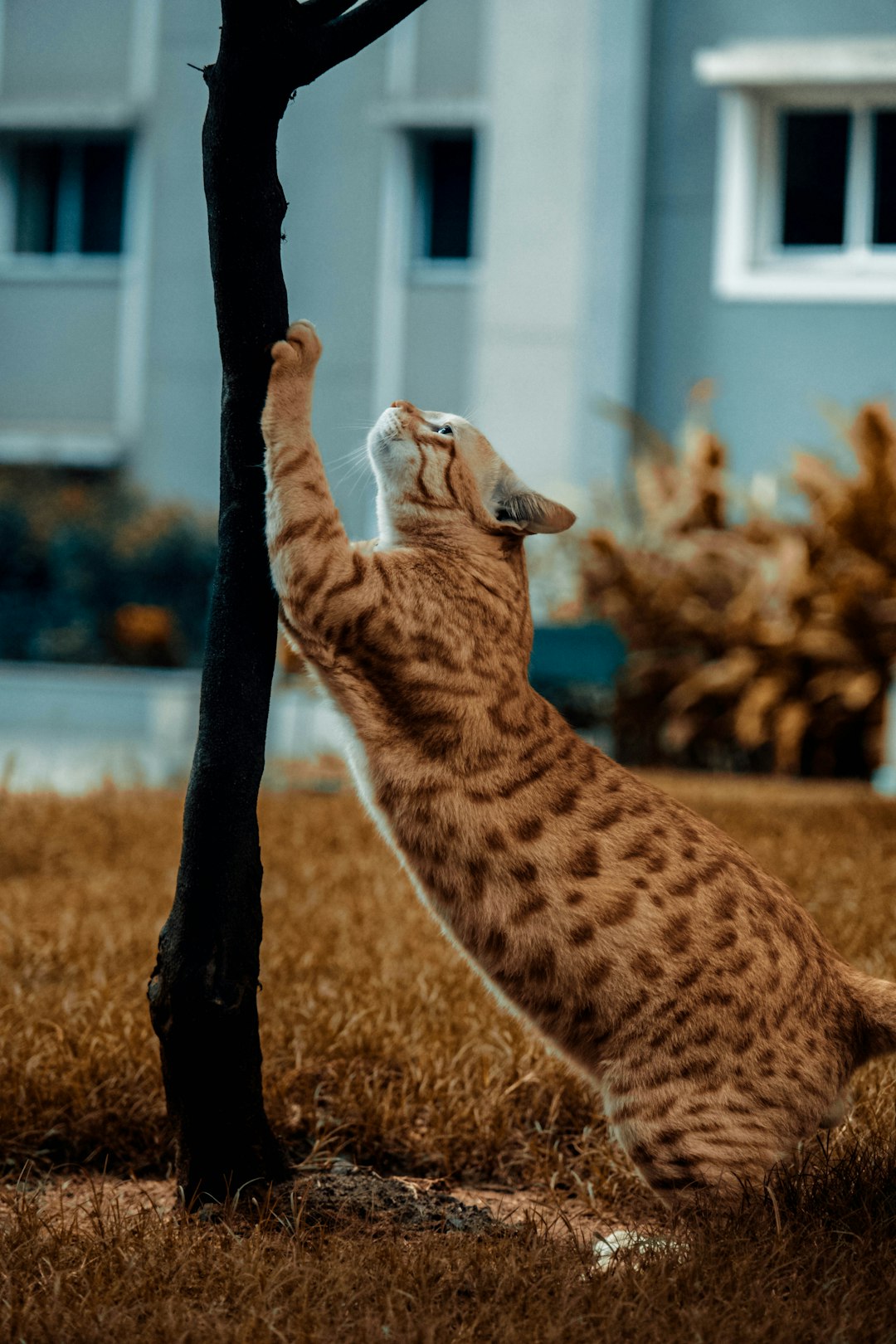 Where Pesotum City Dances: 6 Spots to Learn Lindy Hop (Yes, Really)