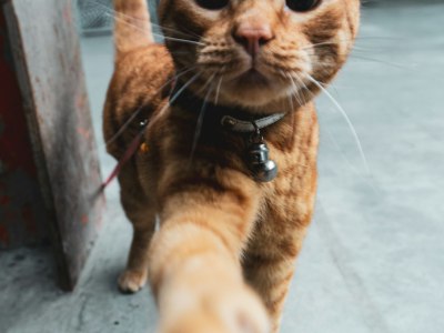 **From Underground to Your Playlist: Essential Krump Music**