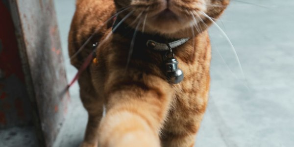 **From Underground to Your Playlist: Essential Krump Music**