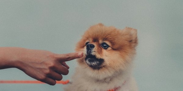 Building Your Swing Dance Career: Essential Skills Beyond the Basic Step