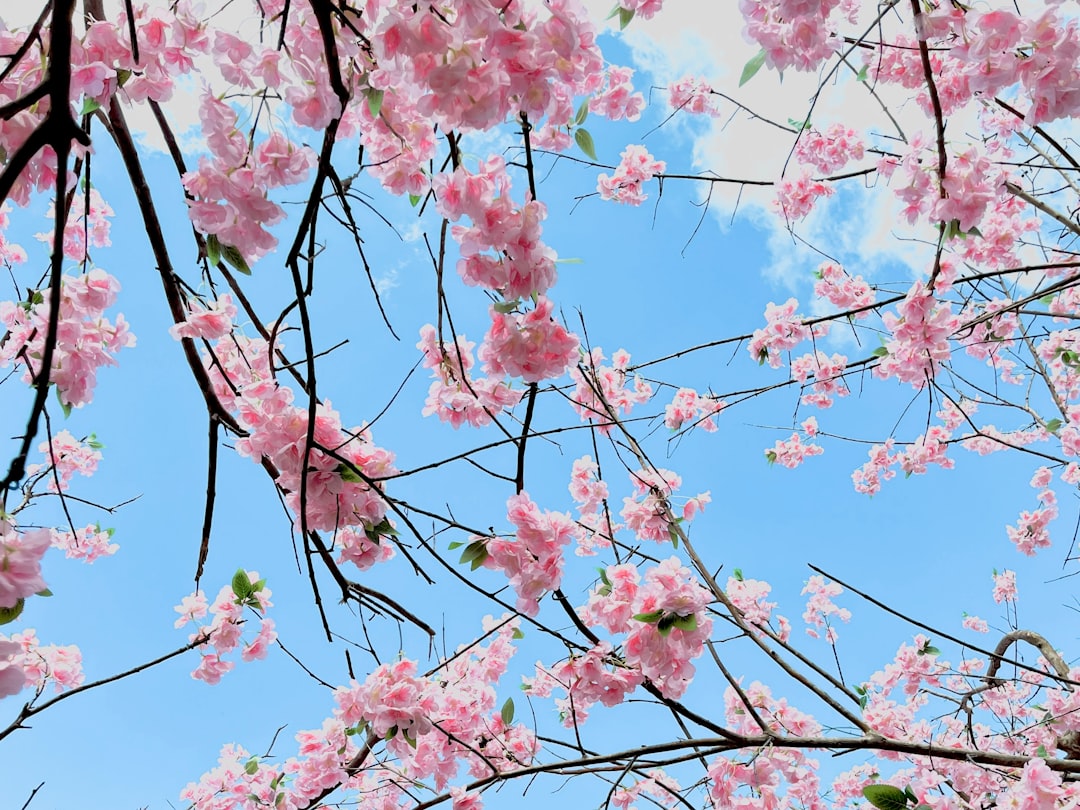 Ballet Training in Mesa, Arizona: A Critical Guide for Every Skill Level and Aspiration