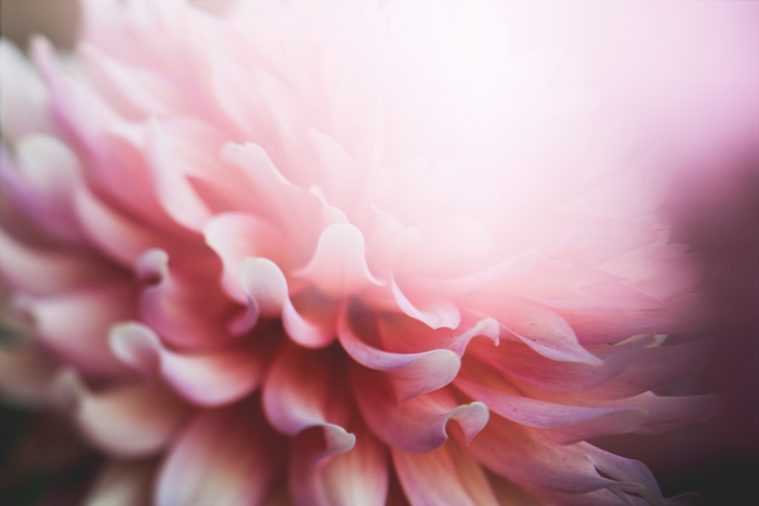 Best Ballet Schools in Branson and Forsyth, Missouri: A Parent and Dancer's Guide