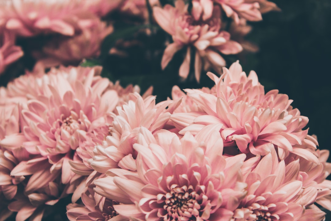 Where to Study Ballet in Kirkland: From Adult Beginner Classes to Pre-Professional Programs