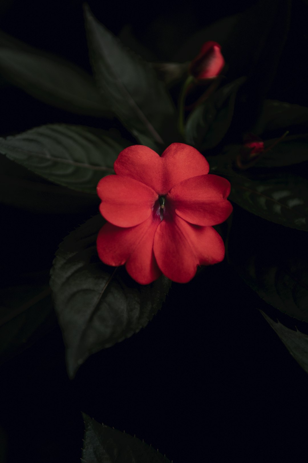 **"Discover the Best Irish Dance Studios in Melrose City for All Skill Levels"**
