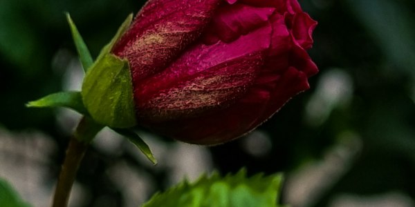 **When Jealousy Takes Center Stage: A Dance of Passion and Rivalry**  