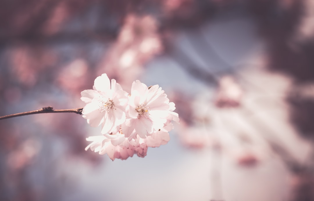 How to Choose a Ballet Academy in Nevada: 5 Training Options Compared