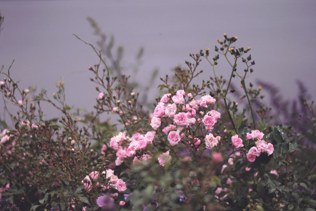**"Jazz Dance Career Guide: Building Skills & Finding Opportunities"**