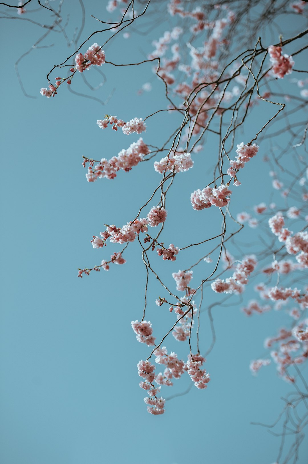 Where to Study Ballet Near Appleton City, Missouri: A Practical Guide for Dancers and Parents