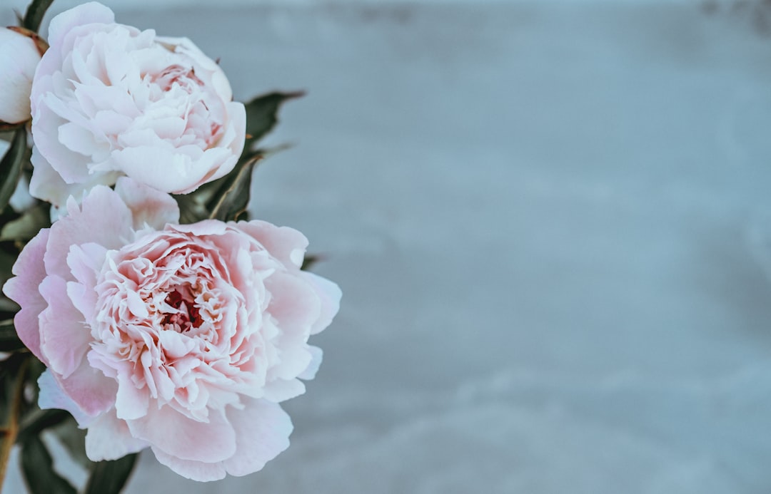 Best Ballet Classes in Oneonta, NY: A Dancer's Guide to Local Studios
