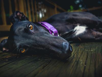 Turn Passion into Profession: Essential Tips to Start Your Journey as a Certified Zumba Instructor