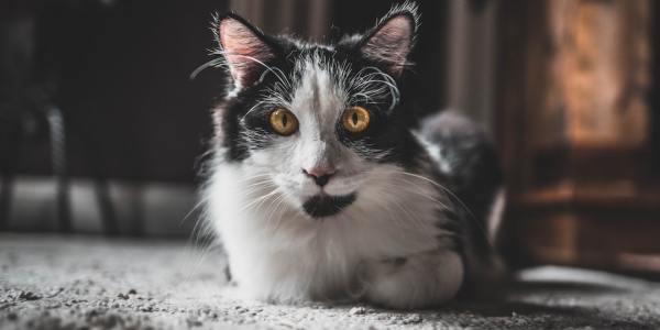 Level Up Your Moves: A Guide to Hip Hop Dance Training in Kendall, Wisconsin