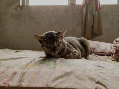 Beyond the Basics: Building Stamina and Complexity for the Advanced Zumba Dancer