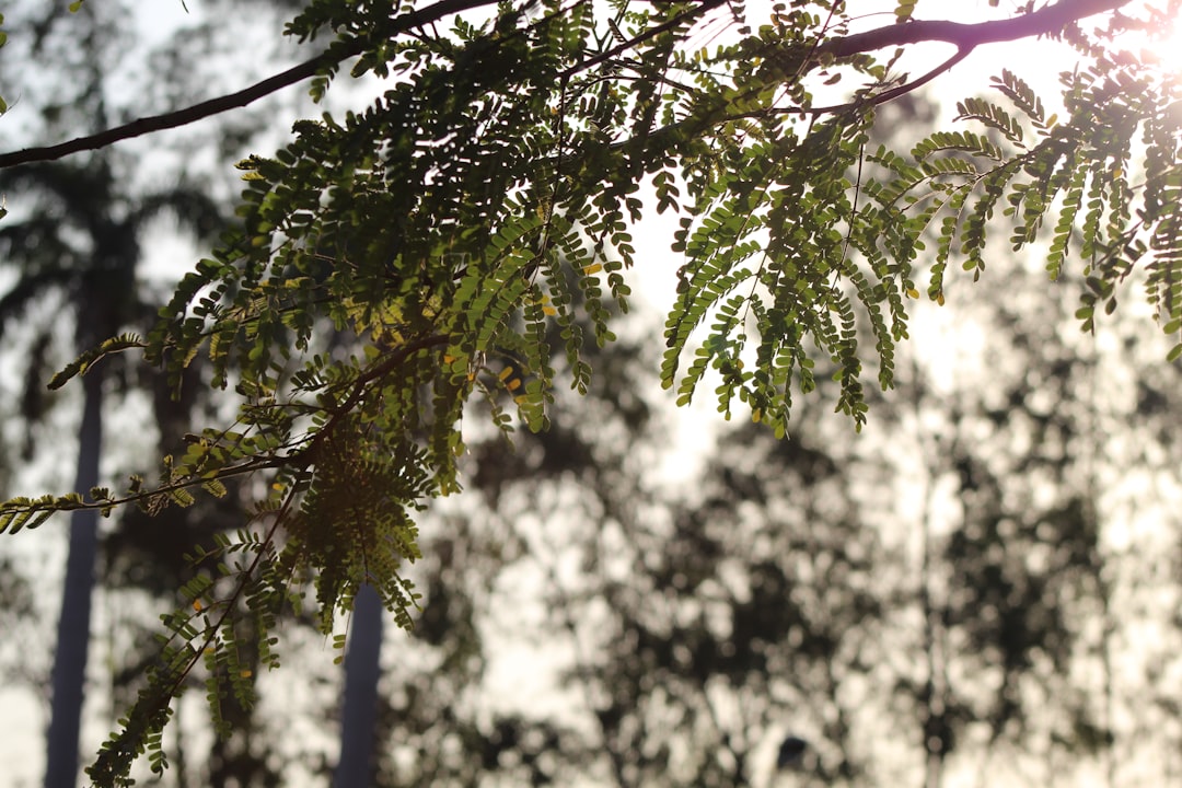 **"Elegant Ballet Moves: Top Music Picks to Elevate Your Dance Routine"**