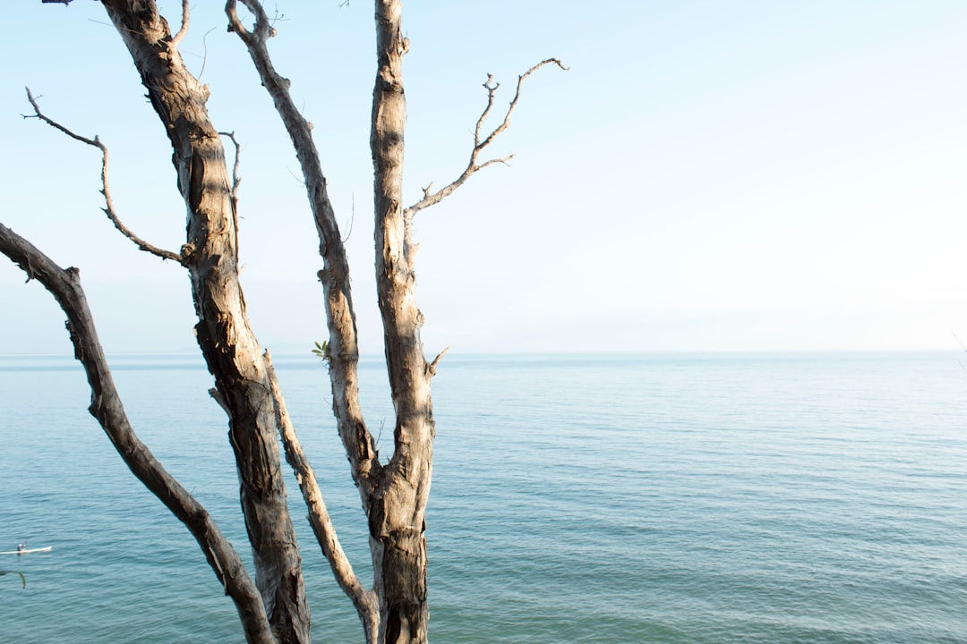 Alabama Baseball Draws No. 2 Seed, Opens NCAA Tournament Friday in Tallahassee
