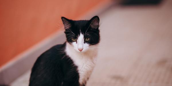 Your First Step to Swing: Navigating Dance Institutions in Hillisburg