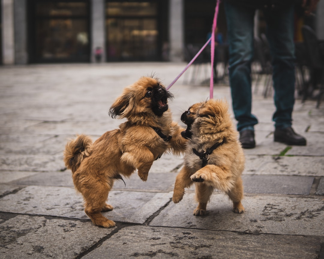 **The Lion Dance Dilemma: When Passion Meets Paycheck**