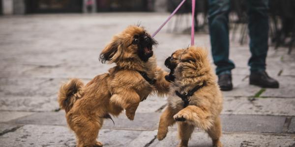 **The Lion Dance Dilemma: When Passion Meets Paycheck**