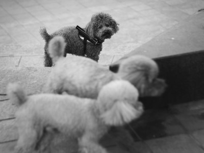 Discover Capoeira in North Adams: Top Local Training Spots for Beginners & Pros