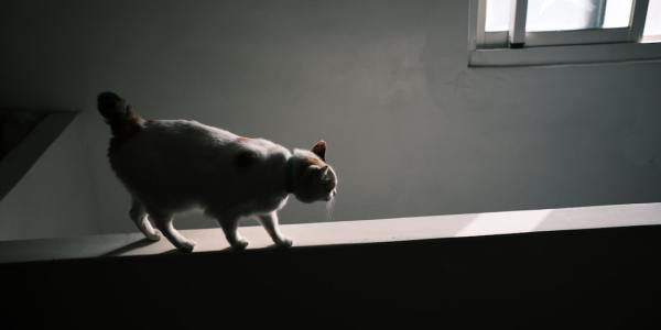 From the Emerald Isle to the Appalachian Hills: Irish Dance Training