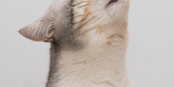 **The Rhythm of Resilience: Why Local Dance Teachers Are the Unsung Heroes of Our Communities**