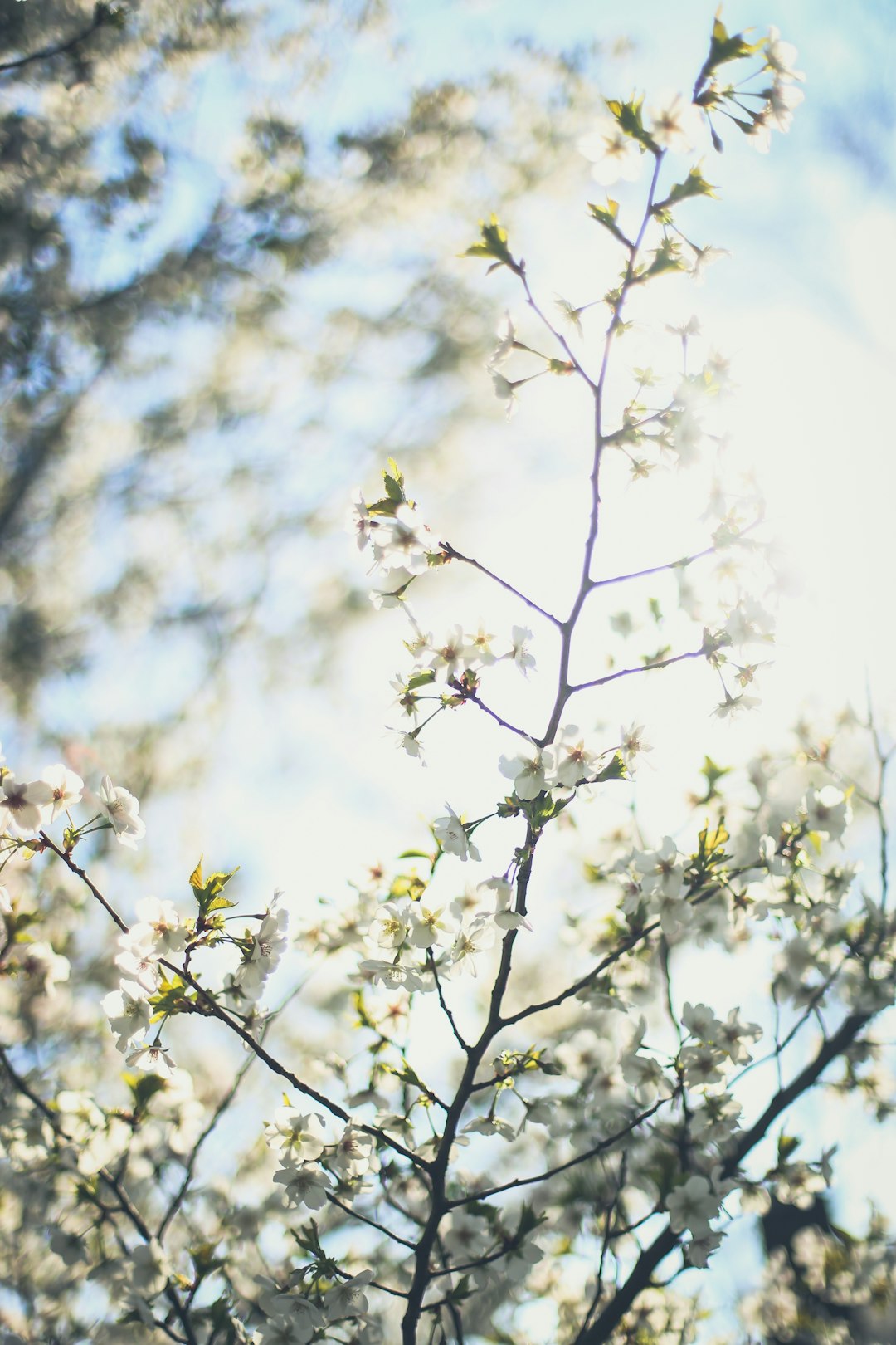 **Welcome to the DanceWAMI Blog!**  