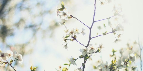 **Welcome to the DanceWAMI Blog!**  