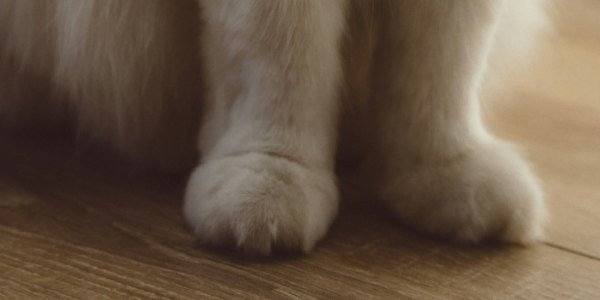 Beyond Steps: Cultivating Deeper Connection and Intention for the Advanced Dancer