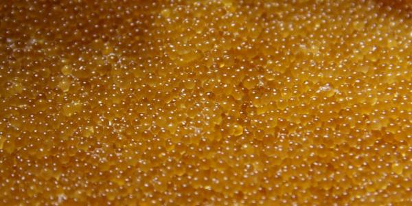 Pointe of Interest: Selecting a Ballet School in Kendale Lakes, FL