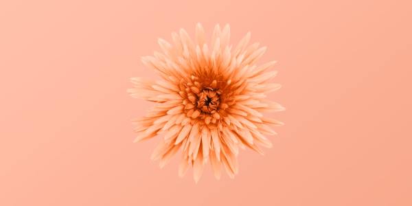 **Essential Cumbia Tracks for Every Party**